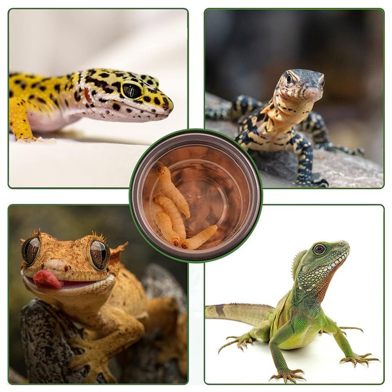 Voer- en waterbakjes voor gekk - Pet Feeders recensie en prijs